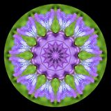 Kaleidoscopic picture created with a wild Iris Sibirica seen 22nd May