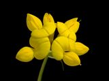 Yellow scotish clover May 2023