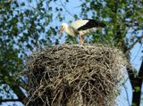 A stork standing on its nest