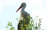 A stork standing on its nest