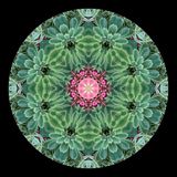 Kaleidoscopic creation done with an arrangement seen in a flower shop