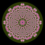 Evolved kaleidoscope created with a wildflower
