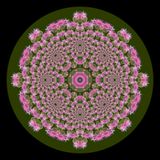 Evolved kaleidoscope created with a wildflower