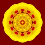 Kaleidoscopic picture created with a tulip flower