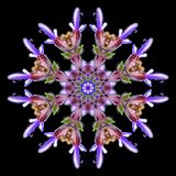 Kaleidoscopic creation with a wild salvia flower