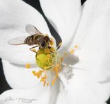 <br>Jan Heerwagen<br>October 2022<br>A Late Pollinator
