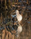 <br>Jan Heerwagen<br>October 2022<br>Long Billed Dowitcher