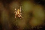 <br>Martha Aguero<br>October 2022 <br> Garden Spider