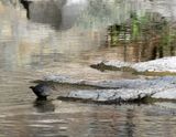 <br>Willie Harvie<br>September 2022<br>American Dipper 