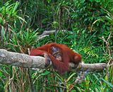 <br>Bob Skelton<br>2022 Celebration of Nature<br>Borneo Jungle Time-Out<br>24 pts