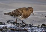 <br>Racine Erland<br>December 2022<br>Black Turnstone