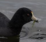 <br>Carl Erland<br>January 2023<br>American Coot