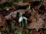 <br>Carl Erland<br>January 2023<br>Snow Drops