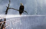 <br>Maria Hansen<br>2023 CAPA Artistic<br>Eagle on the Kinsol Trestle