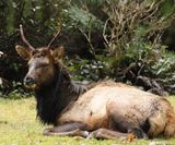 <br>Willie Harvie<br>Youbou Elk & Community<br>February 2023<br> Elk having a snooze