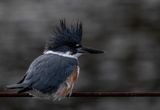 <br>Carl Erland<br>Maple Bay/Genoa Bay<br>February-March 2023<br>Belted Kingfisher