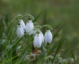 <br>Racine Erland<br>February 2023<br>Snowdrops...spring is near!!!