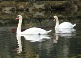 <br>Willie Harvie<br>Maple Bay/Genoa Bay<br>February-March 2023<br> Mute swan pair