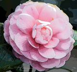 <br>Jan Heerwagen<br>Dinters Nursery<br>March 2023<br>Pink Camelia