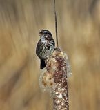 <br>Willie Harvie<br>March 2023<br>Song sparrow & cattail