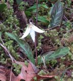 <br>Willie Harvie<br>April 2023<br>Fawn lily