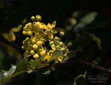 <br>Racine Erland<br>Cowichan Lake Spring Flower Loop<br>May 2023<br>Oregon Grape Blossom