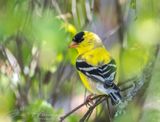 <br>Jan Heerwagen<br>May 2023<br>American Goldfinch