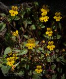 <br>Racine Erland<br>Cowichan Lake Spring Flower Loop<br>May 2023<br>Monkeyflower, Chickweed
