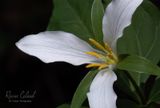 <br>Racine Erland<br>Cowichan Lake Spring Flower Loop<br>May 2023<br>Western Trillium
