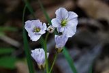 <br>Marilyn Jeffries<br>Cowichan Lake Spring Flower Loop<br>May 2023<br>Wild & Delicate<br>
