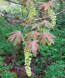 <br>Willie Harvie<br>Cowichan Lake Spring Flower Loop<br>May 2023<br>Big Leaf Maple florets 