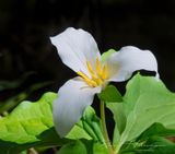 <br>Jan Heerwagen<br>Cowichan Lake Spring Flower Loop<br>May 2023<br>Western Trillium