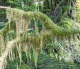 <br>Jan Heerwagen<br>Cowichan Lake Spring Flower Loop<br>May 2023<br>Moss Tentacles