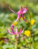 <br>Jan Heerwagen<br>May 2023<br>Pink Fawn Lilies