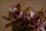 <br>Racine Erland<br>May 2023<br>Hens and Chicks