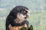 Martha Aguero<br>2023 April <br> Another of Spectacled Owl