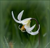 <br>Racine Erland<br>May 2023<br>Woodland Fawn Lily