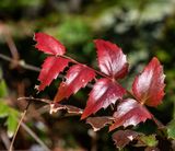 <br>Carl Erland<br>Cowichan Lake Spring Flower Loop<br>May 2023<br> Dull Oregon-grape