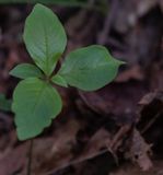 <br>Carl Erland<br>Cowichan Lake Spring Flower Loop<br>May 2023<br>Broad-Leaved Starflower