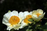 <br>Willie Harvie<br>Government House<br>May 2023<br> White Peony