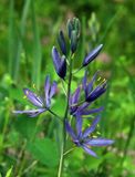 <br>Willie Harvie<br>May 2023<br>Camas