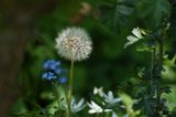 <br>Marilyn Jeffries<br>Government House<br>May 2023<br>I Have One of These in My Garden Too<br>