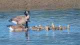 <br>Jan Heerwagen<br>May 2023<br>Guarding The Chicks