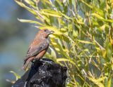 <br>Jan Heerwagen<br>May 2023<br>Red Crossbill