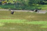 <br>Marilyn Jeffries<br>May 2023<br>Marshland Aviators<br>