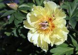 <br>Willie Harvie<br>May 2023<br>ITOH Peony