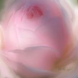 <br>Martha Aguero <br> June 2023 <br>Dreaming rose