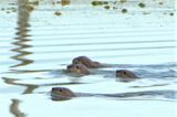 <br>Marilyn Jeffries<br>June 2023<br>An Otter Family Heading Up River<br>