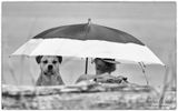 <br>Racine Erland<br>2023 Summer Challenge<br>June: Black & White-Pet Photography<br>Yes...I love the shade!