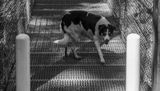 <br>Carl Erland<br>2023 Summer Challenge<br>June: Black & White-Pet Photography<br>Not Sure about Crossing